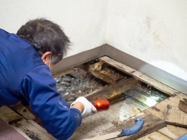 Best Professional Mold Removal  in West End Cobb Town, AL