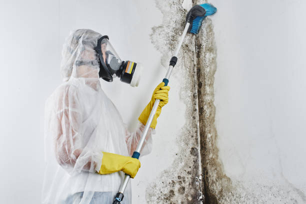 Best Mold Cleaning Services  in West End Cobb Town, AL
