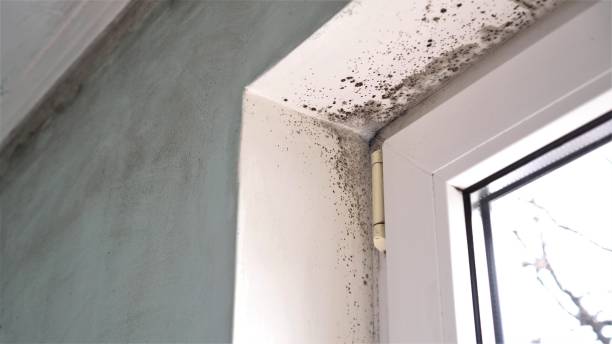 Mold Removal Process in West End Cobb Town, AL