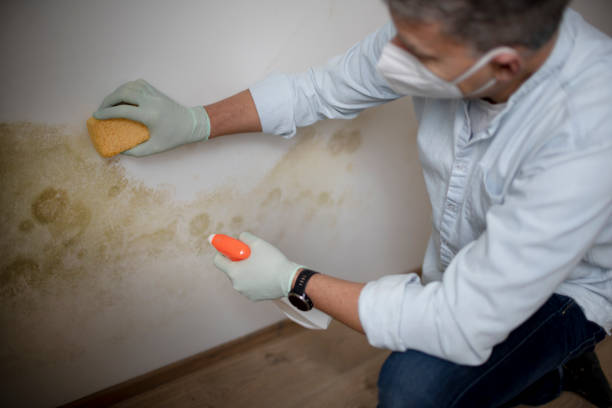 Best Mold Damage Repair  in West End Cobb Town, AL