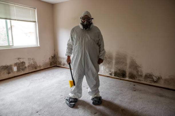 Best Mold Damage Repair  in West End Cobb Town, AL