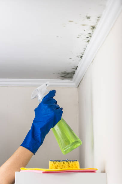 Best Toxic Mold Removal  in West End Cobb Town, AL